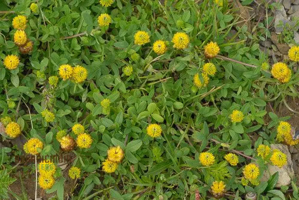 Trifolium Badium Seeds - Premium Gardening Clover for Soil Enrichment and Wildlife Habitat Creation - Image 4