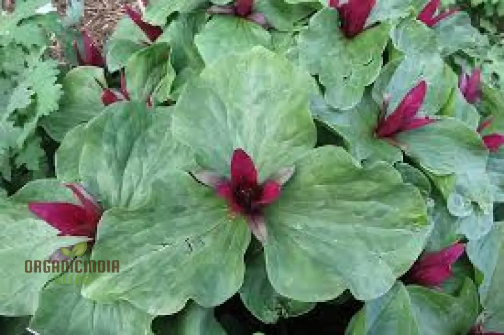 Trillium Chloropetalum Seeds - Rare Woodland Garden Perennial Seeds with Green Petals for Shade - Buy Online for Your Botanical Garden - Image 3