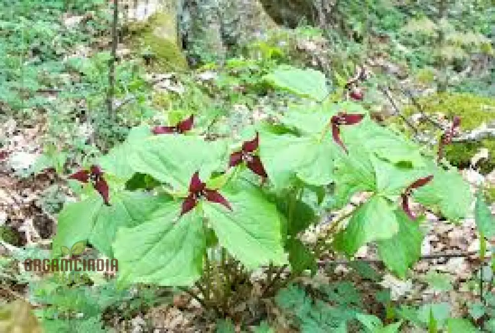 Trillium Erectum Seeds for Exquisite Gardening Enthusiasts | Rare Shade-Loving Perennial Seed Variety - Image 3