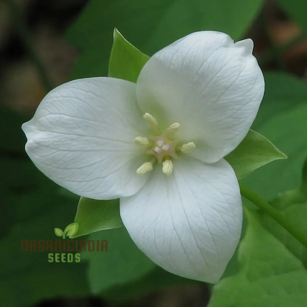 Trillium Seeds (Trillium Flexipes Seeds) - Rare Shade Perennial for Woodland Gardens