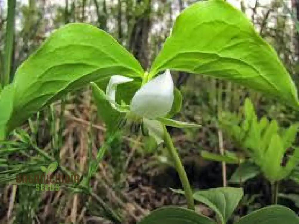 Trillium Seeds (Trillium Flexipes Seeds) - Rare Shade Perennial for Woodland Gardens - Image 3