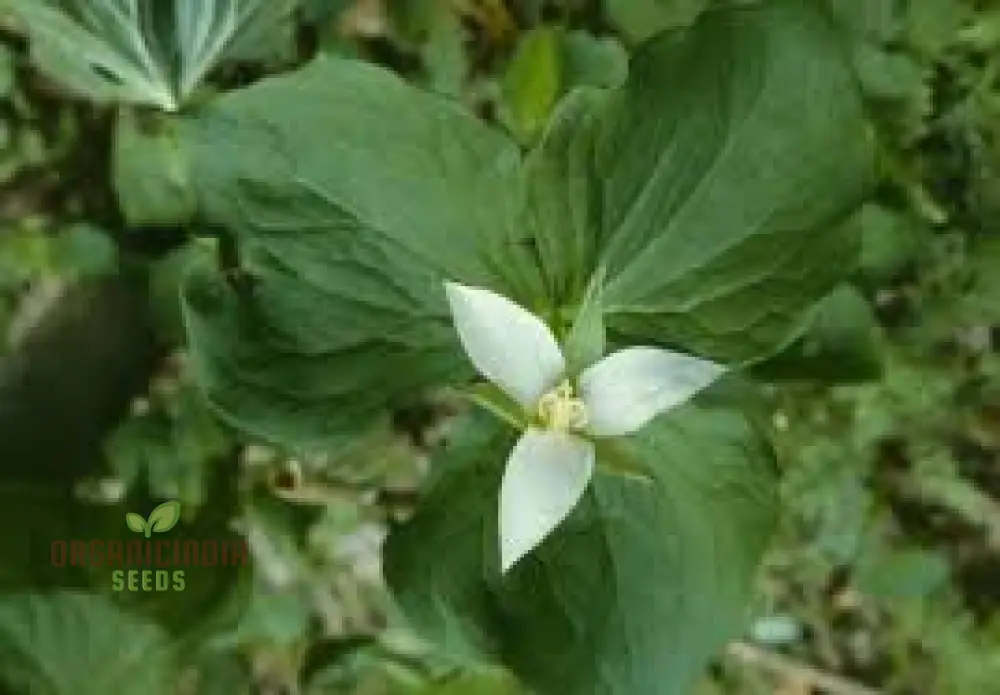 Trillium Seeds (Trillium Flexipes Seeds) - Rare Shade Perennial for Woodland Gardens - Image 4
