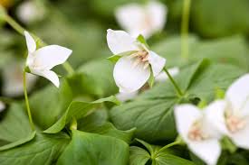 Trillium Seeds (Trillium Flexipes Seeds) - Rare Shade Perennial for Woodland Gardens - Image 5