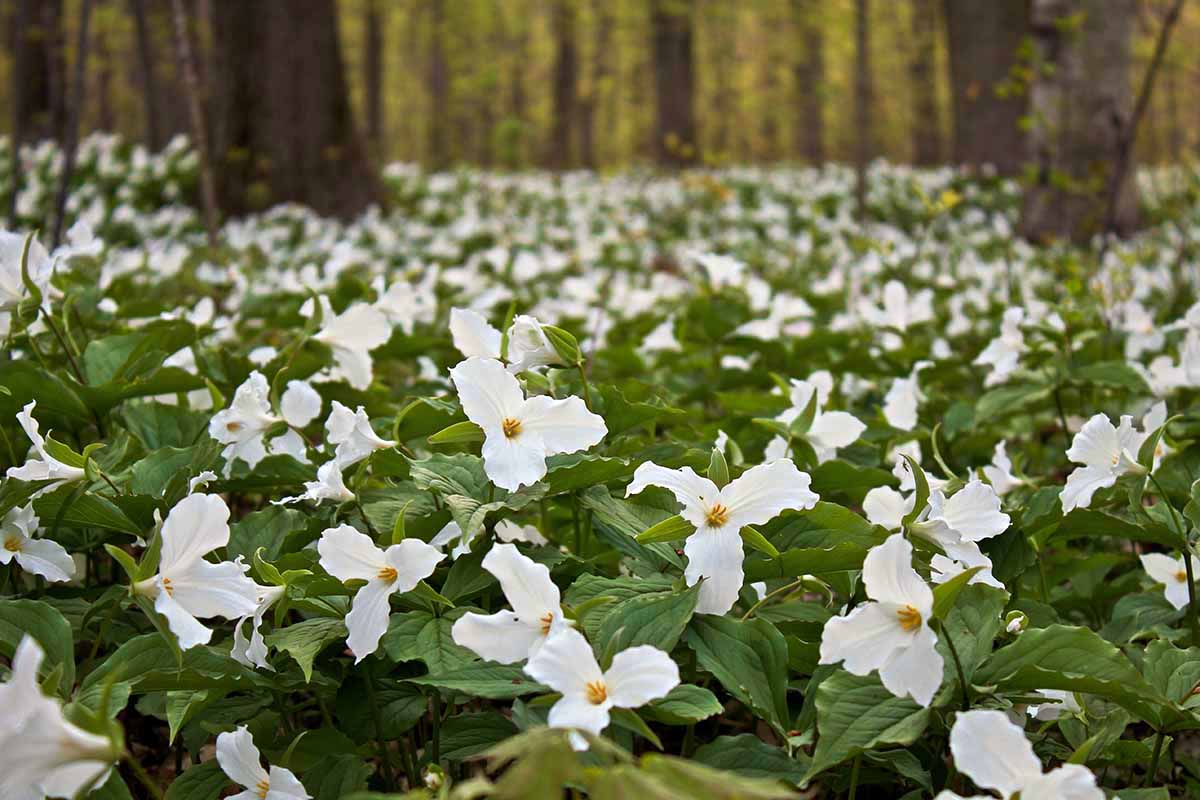 Trillium Seeds (Trillium Flexipes Seeds) - Rare Shade Perennial for Woodland Gardens - Image 6