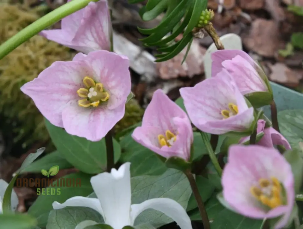 Trillium Seeds (Trillium Rivale Seeds) - Rare Shade-Loving Perennial Variety - Image 4
