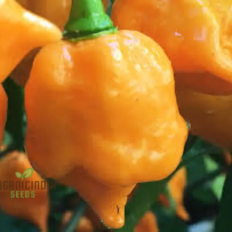 Trinidad Scorpion Yellow Chilli Seeds for Planting and Gardening - Image 3