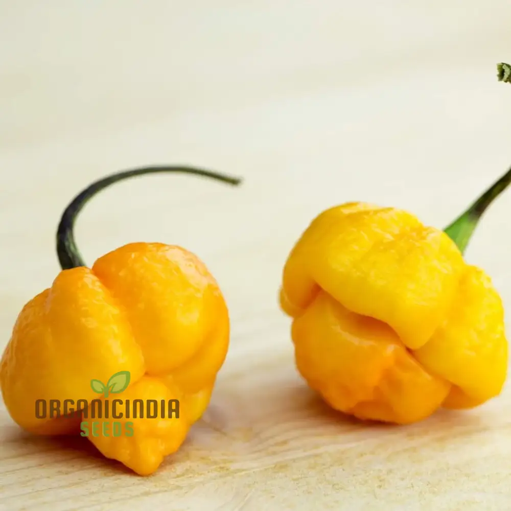 Trinidad Scorpion Yellow Chilli Seeds for Planting and Gardening - Image 4