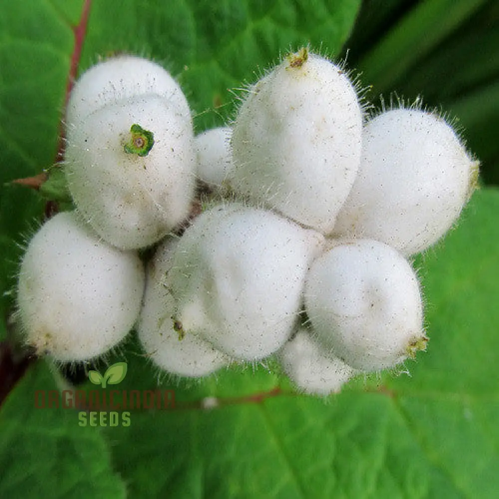 Triosteum Pinnatifidum Seeds for Exquisite Gardening Enthusiasts | Unique Perennial Flower Seeds
