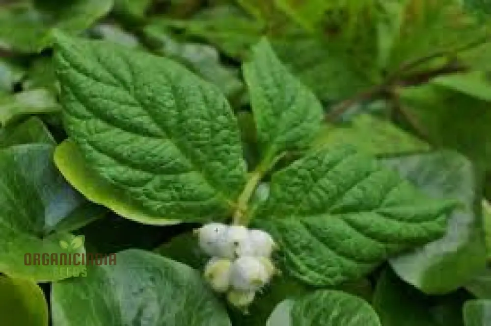 Triosteum Pinnatifidum Seeds for Exquisite Gardening Enthusiasts | Unique Perennial Flower Seeds - Image 3