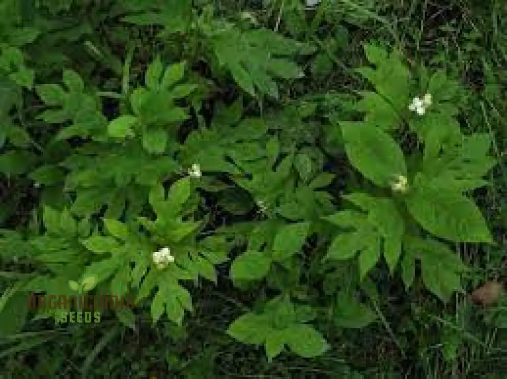 Triosteum Pinnatifidum Seeds for Exquisite Gardening Enthusiasts | Unique Perennial Flower Seeds - Image 4