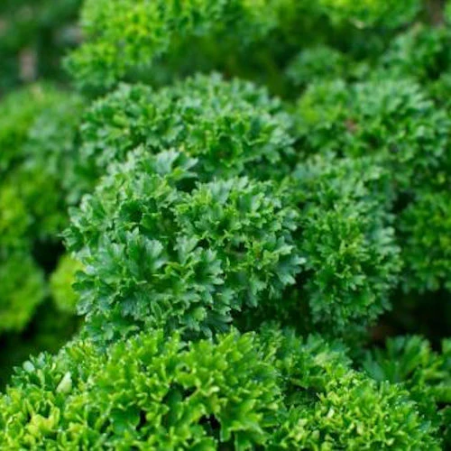 Triple Curled Parsley Seeds – Heirloom, Non-GMO Culinary Herb for Home & Garden - Image 3