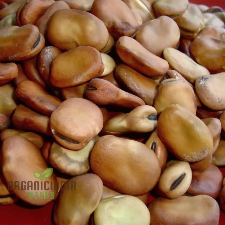 Tripoli Seeds - Premium Quality Seeds for Planting | Buy Organic Tripoli Seeds Online