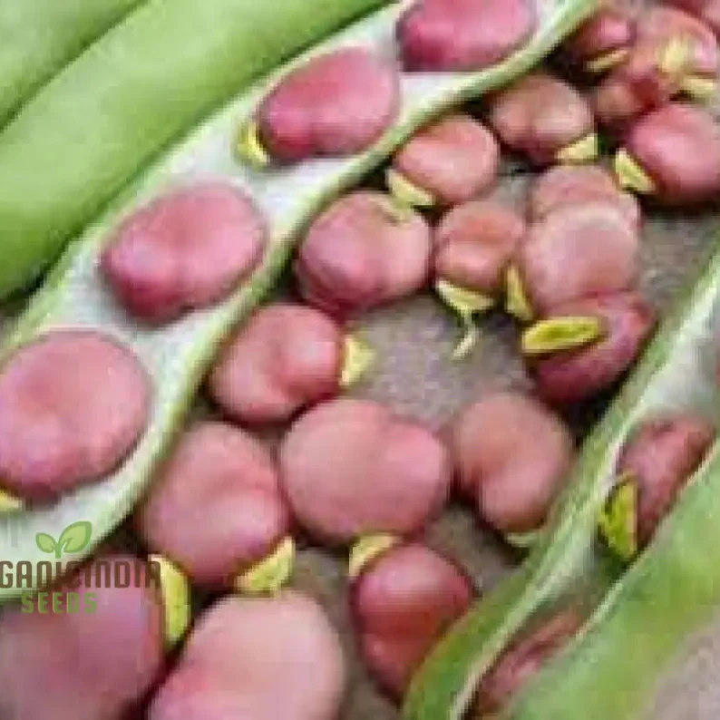 Tripoli Seeds - Premium Quality Seeds for Planting | Buy Organic Tripoli Seeds Online - Image 3