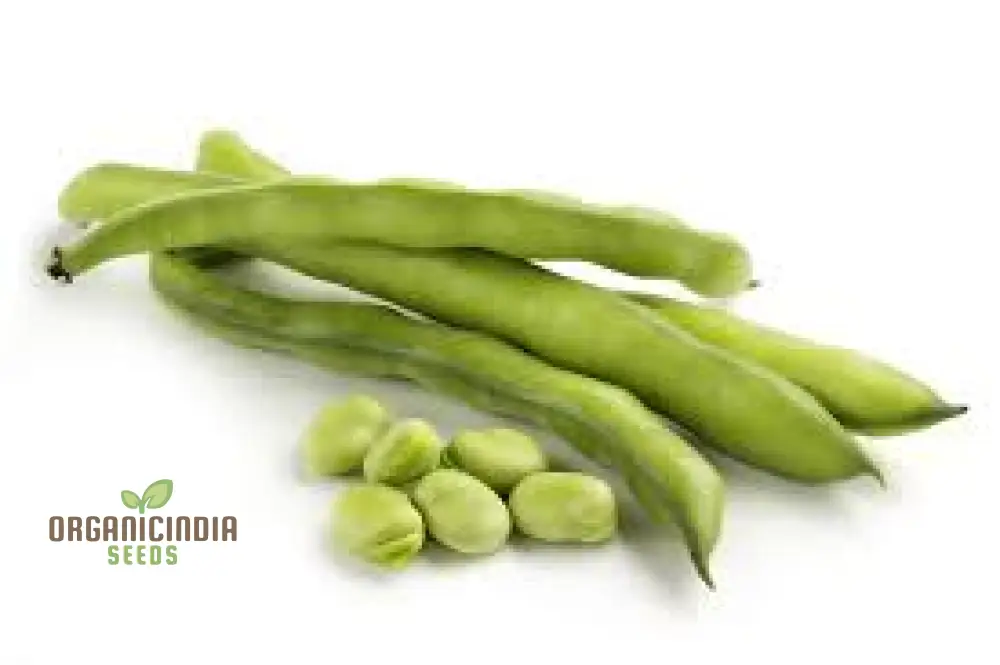 Tripoli Seeds - Premium Quality Seeds for Planting | Buy Organic Tripoli Seeds Online - Image 4