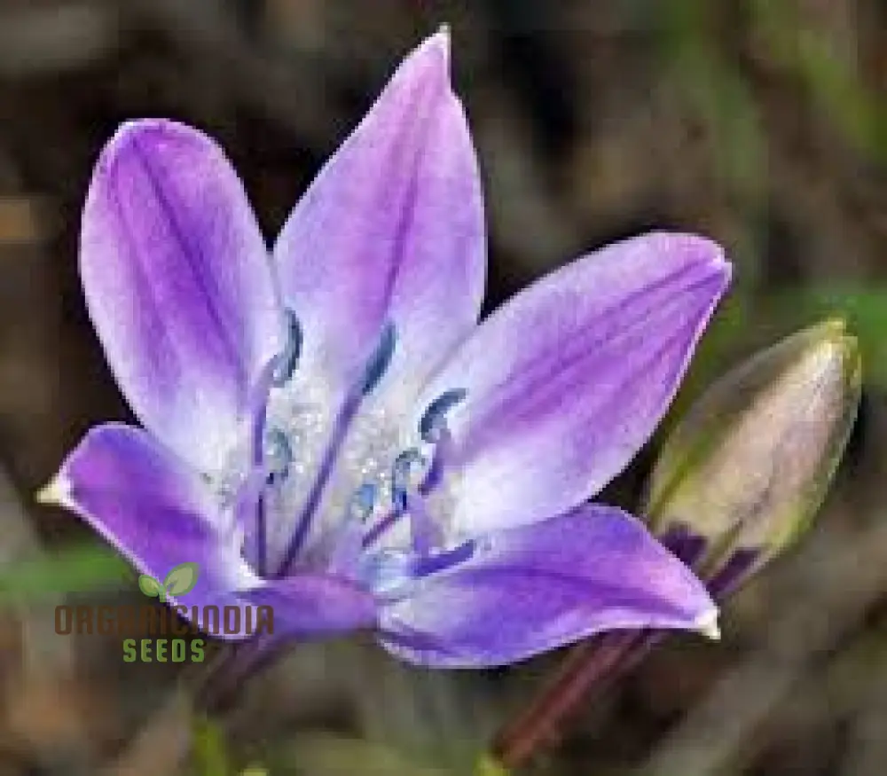 Triteleia bridgesii Seeds for Exquisite Garden Blooms | Rare Bulbous Seeds for Spring Gardening