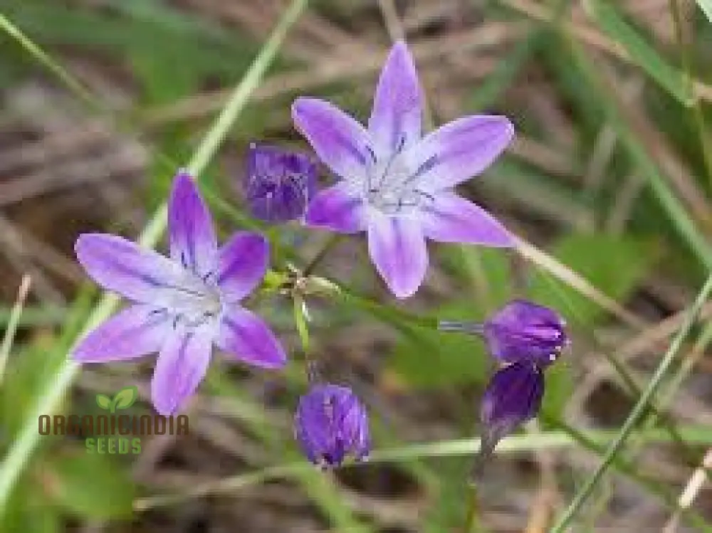 Triteleia bridgesii Seeds for Exquisite Garden Blooms | Rare Bulbous Seeds for Spring Gardening - Image 3