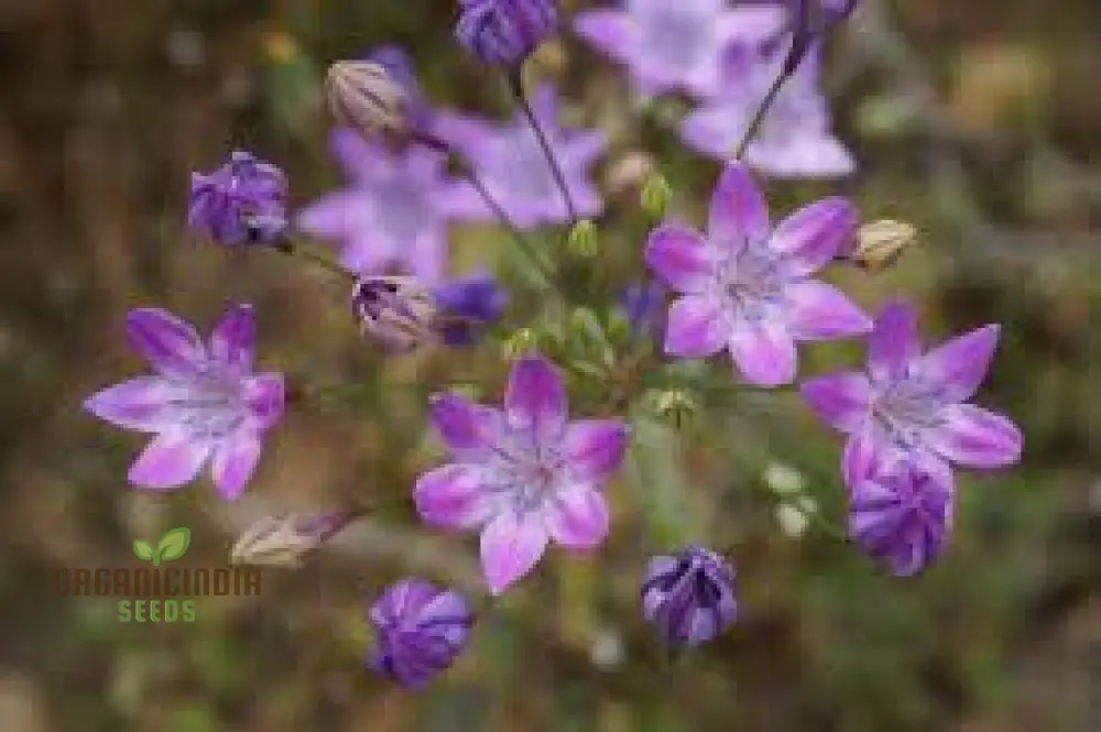Triteleia bridgesii Seeds for Exquisite Garden Blooms | Rare Bulbous Seeds for Spring Gardening - Image 4