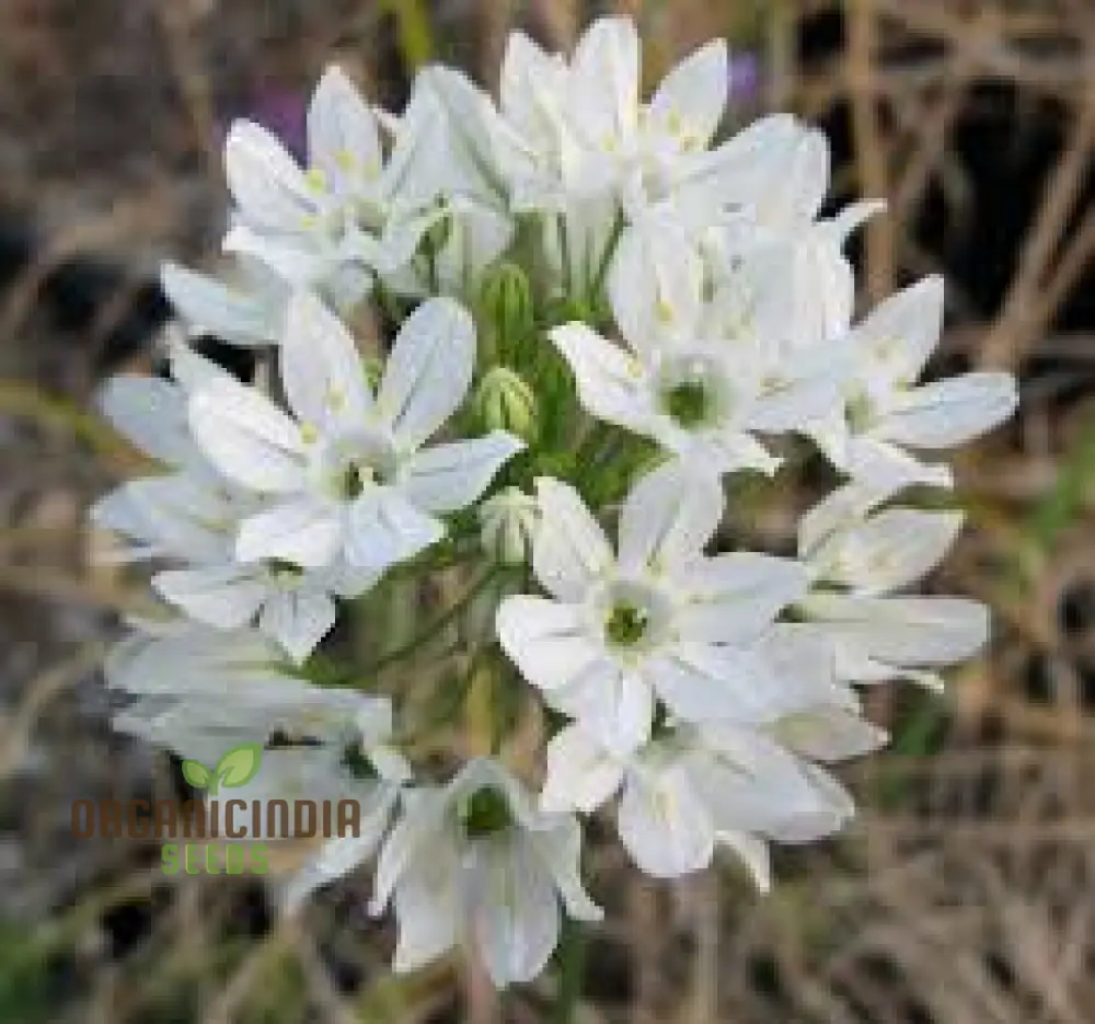 Triteleia hyacinthina Seeds - Rare Garden Flowers for Stunning Spring Blooms in Your Gardening Collection