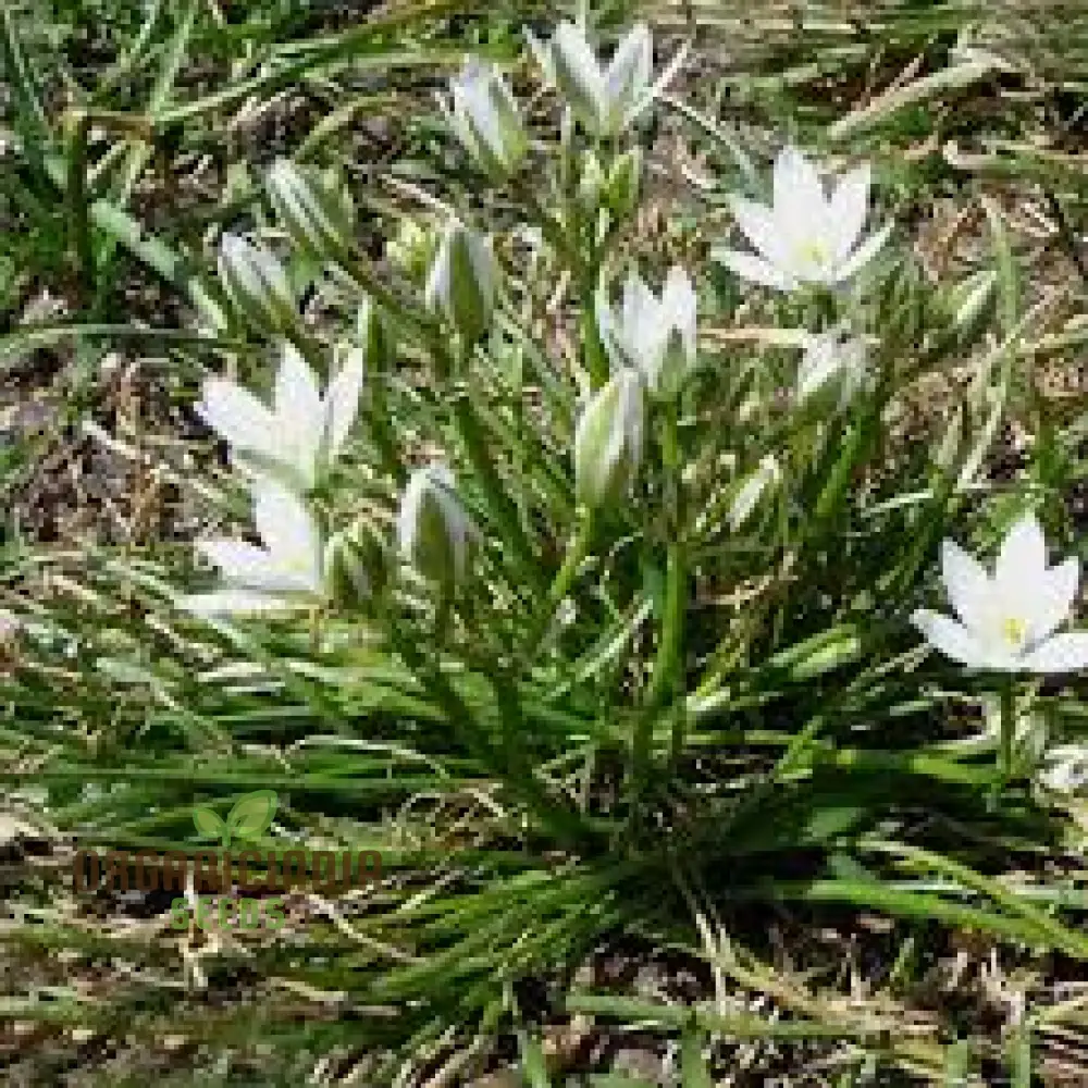 Triteleia hyacinthina Seeds - Rare Garden Flowers for Stunning Spring Blooms in Your Gardening Collection - Image 3