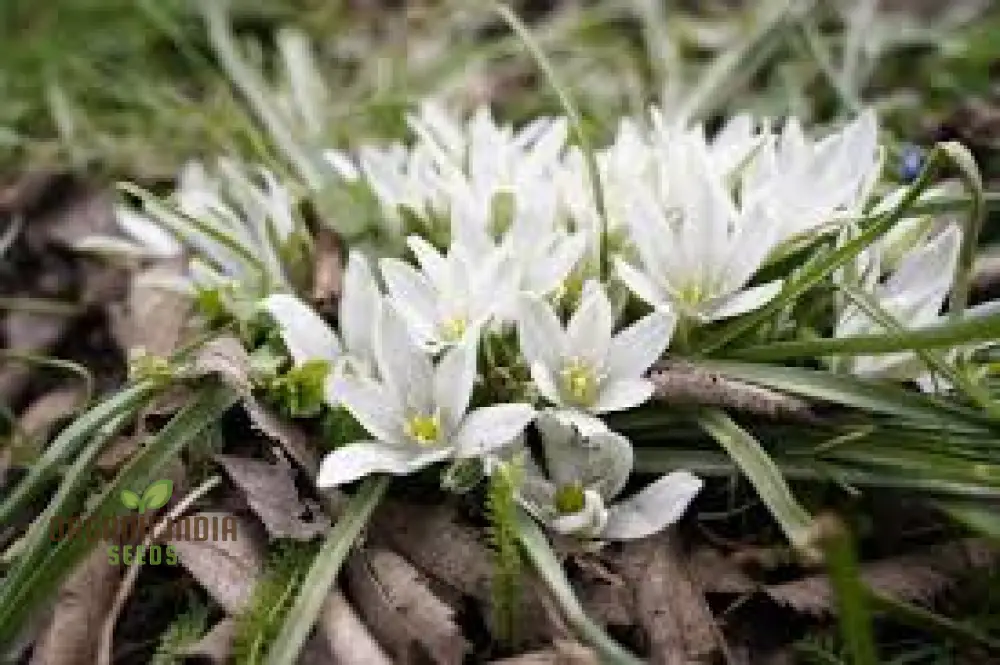 Triteleia hyacinthina Seeds - Rare Garden Flowers for Stunning Spring Blooms in Your Gardening Collection - Image 4