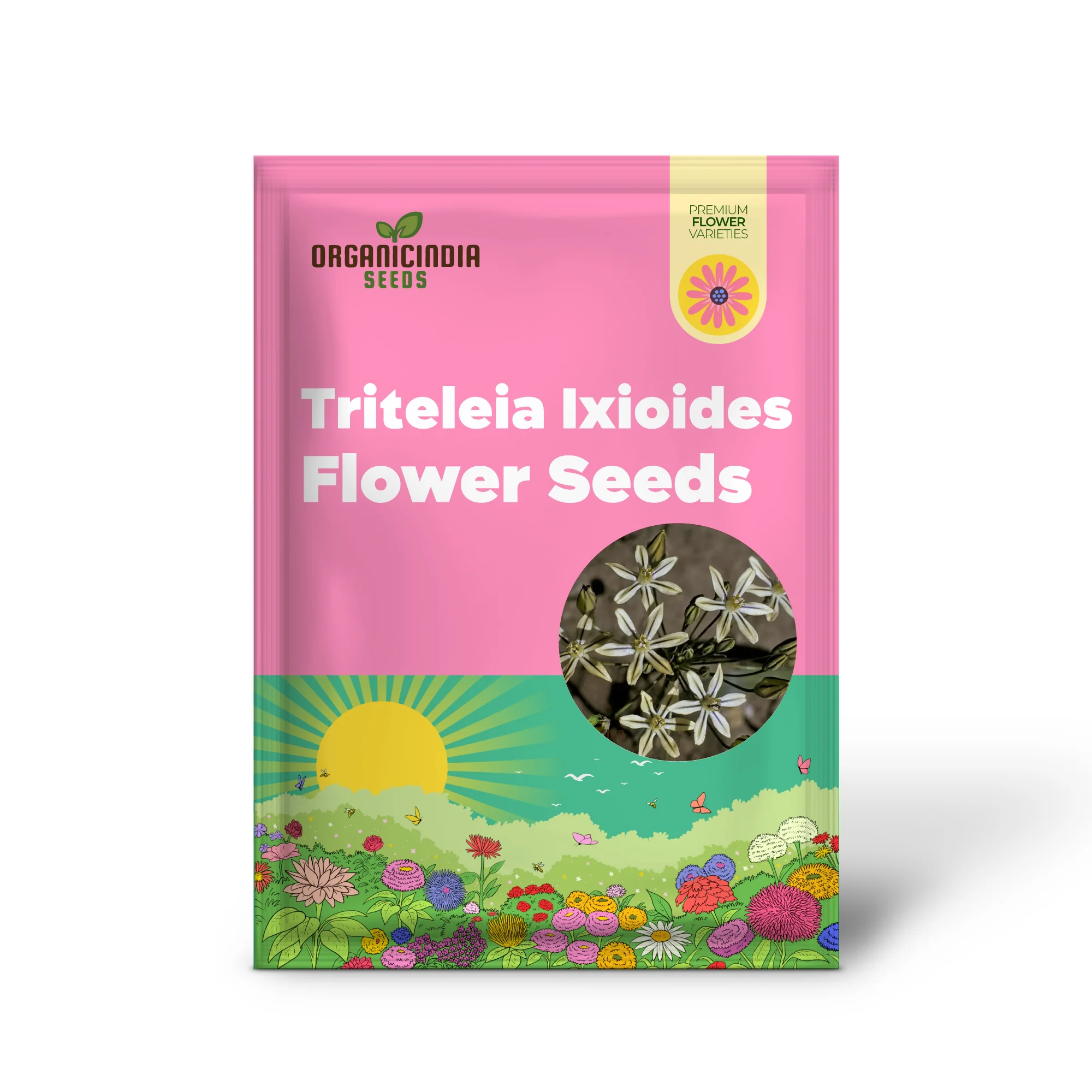 Triteleia Ixioides Flower Seeds For Planting, Grow Gorgeous Yellow and Cream Blooms for Your Garden - Image 2