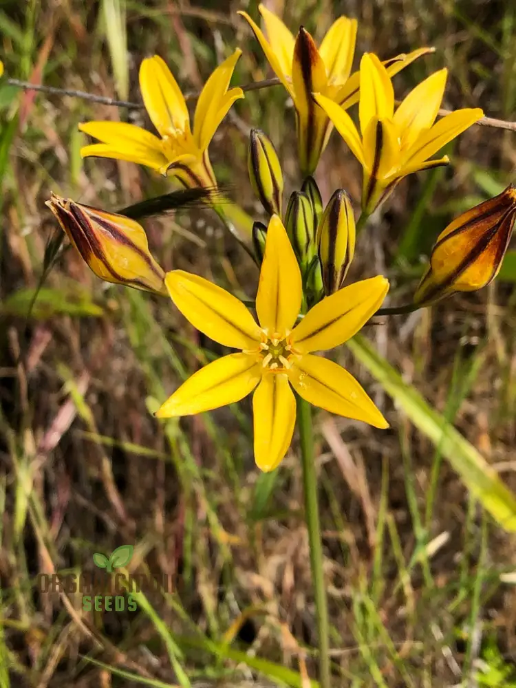 Triteleia Ixioides Flower Seeds For Planting, Grow Gorgeous Yellow and Cream Blooms for Your Garden - Image 3