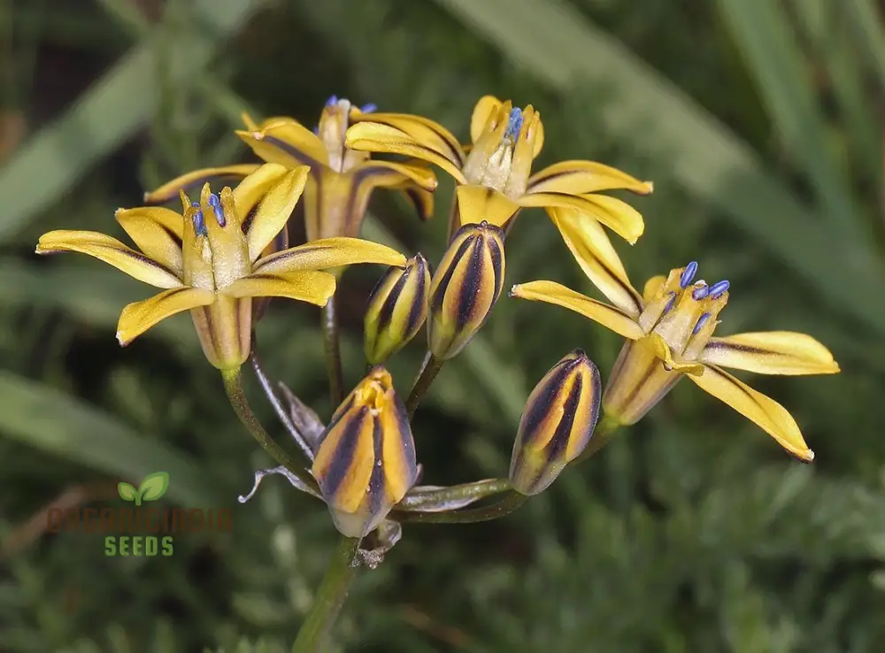 Triteleia Ixioides Flower Seeds For Planting, Grow Gorgeous Yellow and Cream Blooms for Your Garden - Image 4
