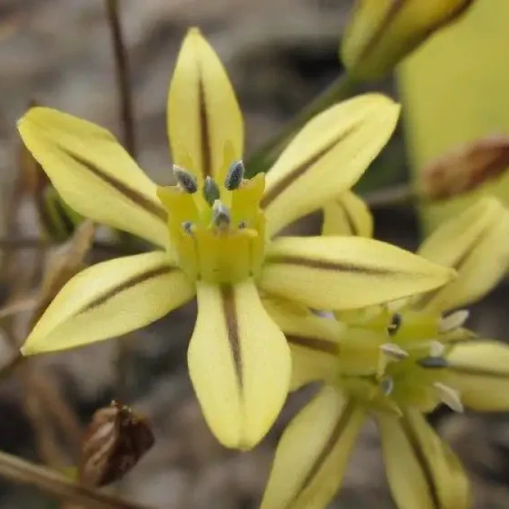 Triteleia ixoides Seeds for Exquisite Garden Blooms | Buy Botanical Seeds for Gardening Enthusiasts