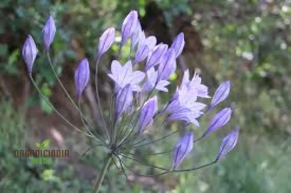 Triteleia Laxa (Brodiaea Laxa) Seeds for Gardening Enthusiasts â€“ Premium Quality Flower Seeds for Vibrant and Lush Gardens - Image 3
