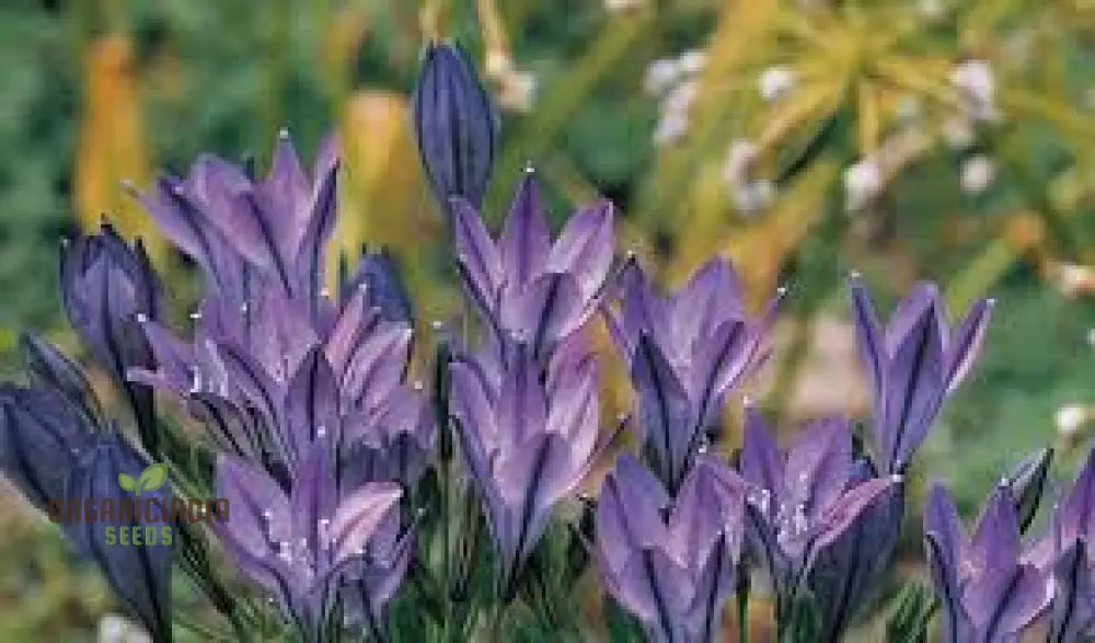 Triteleia Laxa (Brodiaea Laxa) Seeds for Gardening Enthusiasts â€“ Premium Quality Flower Seeds for Vibrant and Lush Gardens - Image 4