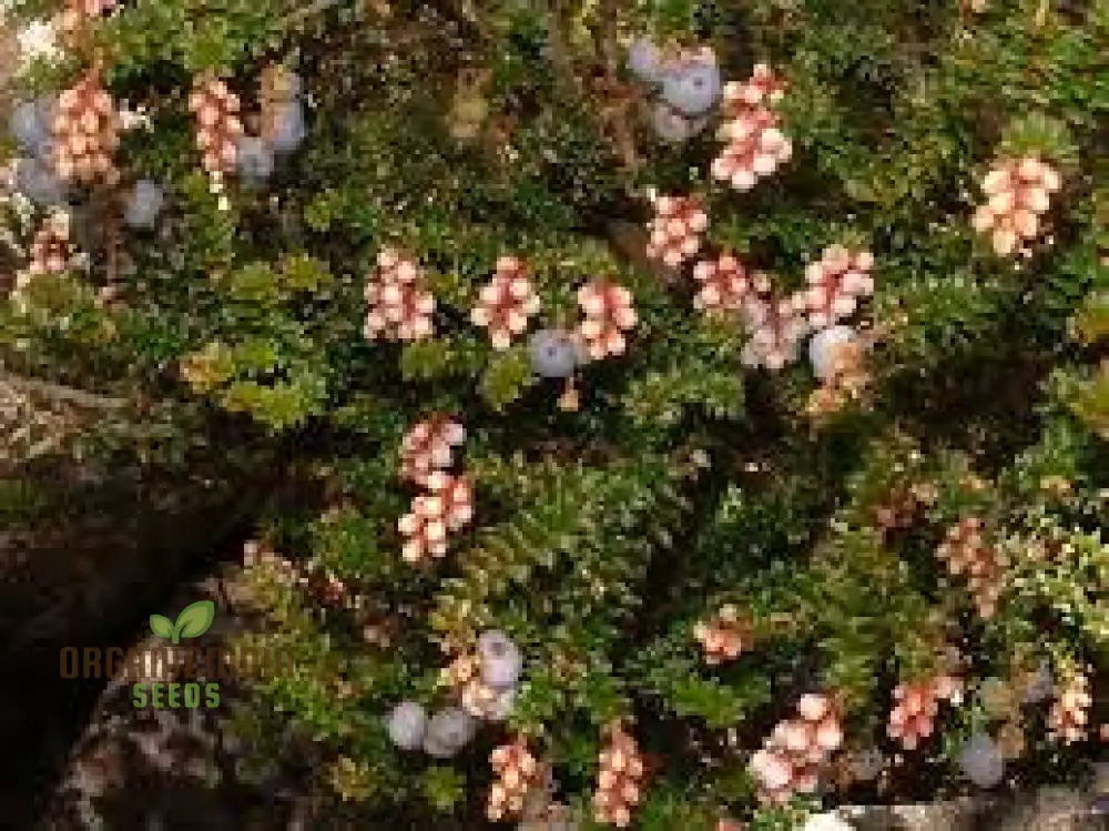 TROCHOCARPA THYMIFOLIA Seeds for Expert Gardening - Enhance Your Garden with These Unique and Hardy Seeds