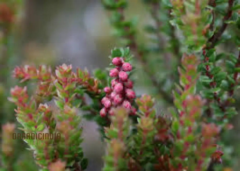 TROCHOCARPA THYMIFOLIA Seeds for Expert Gardening - Enhance Your Garden with These Unique and Hardy Seeds - Image 3