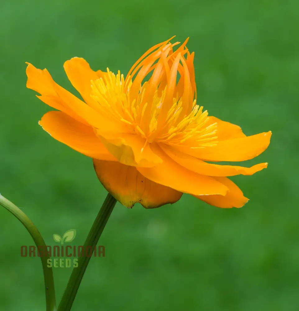 Trollius Seeds (Trollius Chinensis Seeds) - Rare Perennial Blooms to Enhance Your Garden - Image 2