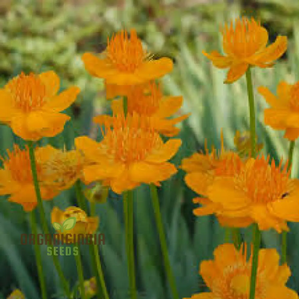 Trollius Seeds (Trollius Chinensis Seeds) - Rare Perennial Blooms to Enhance Your Garden - Image 4