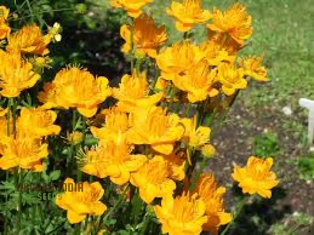Trollius Seeds (Trollius Chinensis Seeds) - Rare Perennial Blooms to Enhance Your Garden - Image 5