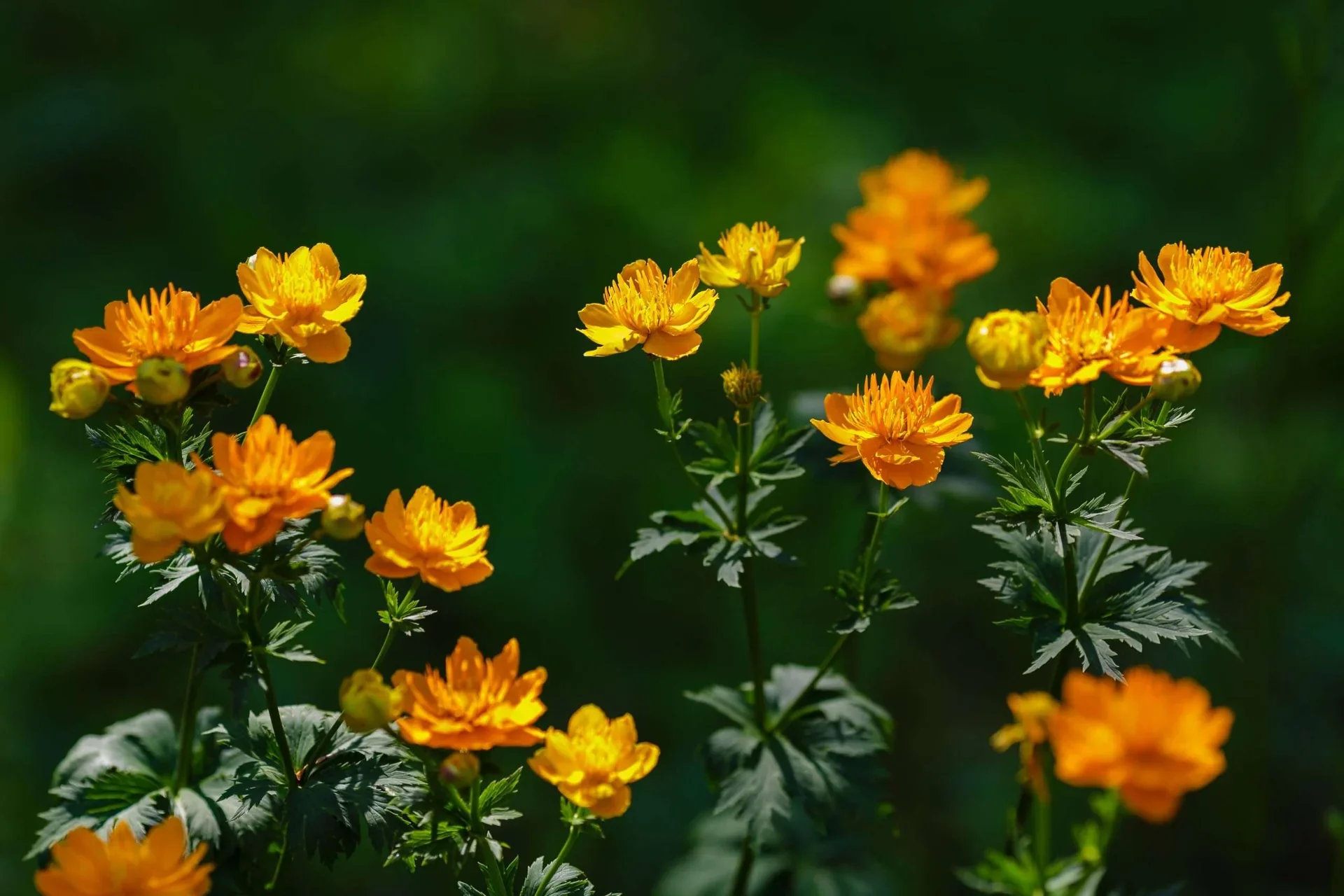 Trollius Seeds (Trollius Chinensis Seeds) - Rare Perennial Blooms to Enhance Your Garden - Image 6