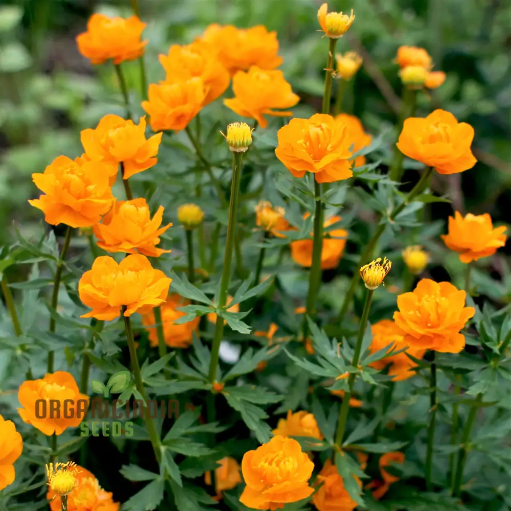Trollius Golden Queen Seeds – Premium Garden Bloom Variety for Vibrant Planting