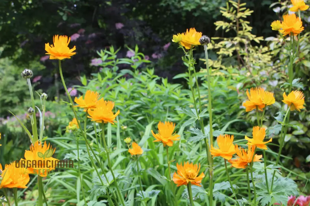 Trollius Golden Queen Seeds – Premium Garden Bloom Variety for Vibrant Planting - Image 3