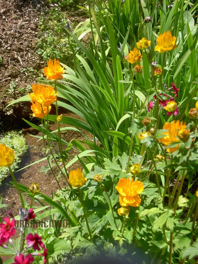 Trollius Golden Queen Seeds – Premium Garden Bloom Variety for Vibrant Planting - Image 4