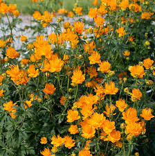 Trollius Golden Queen Seeds – Premium Garden Bloom Variety for Vibrant Planting - Image 6