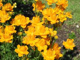 Trollius Golden Queen Seeds – Premium Garden Bloom Variety for Vibrant Planting - Image 7