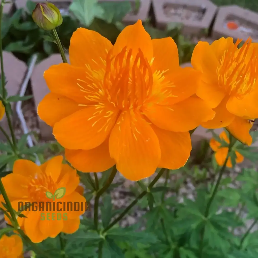 Trollius Golden Queen Seeds - Cultivate Majestic and Vibrant Golden Queen Trollius in Your Garden
