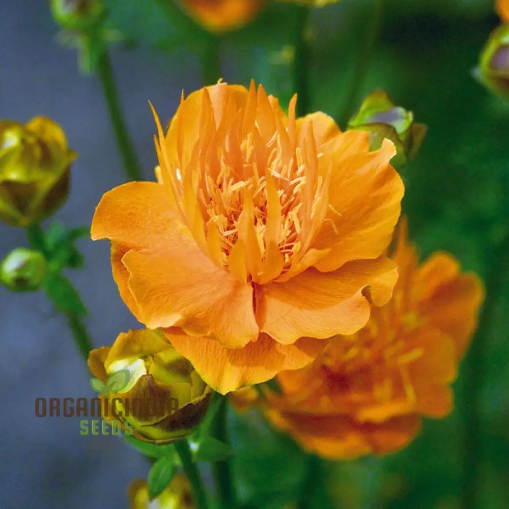Trollius Golden Queen Seeds - Cultivate Majestic and Vibrant Golden Queen Trollius in Your Garden - Image 3