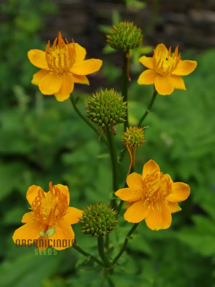 Trollius Golden Queen Seeds - Cultivate Majestic and Vibrant Golden Queen Trollius in Your Garden - Image 4
