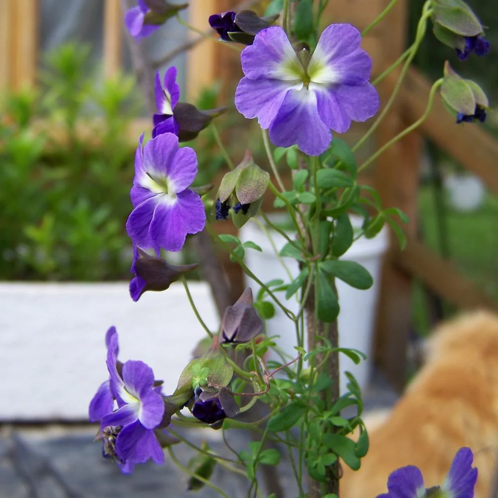 Tropaeolum Azureum Seeds for Gardening Enthusiasts - Rare Climbing Nasturtium Flower Seeds