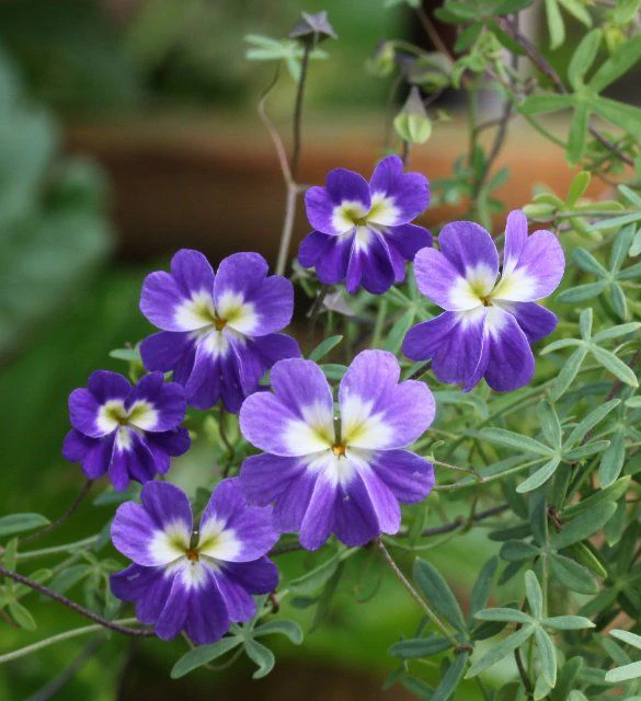 Tropaeolum Azureum Seeds for Gardening Enthusiasts - Rare Climbing Nasturtium Flower Seeds - Image 3