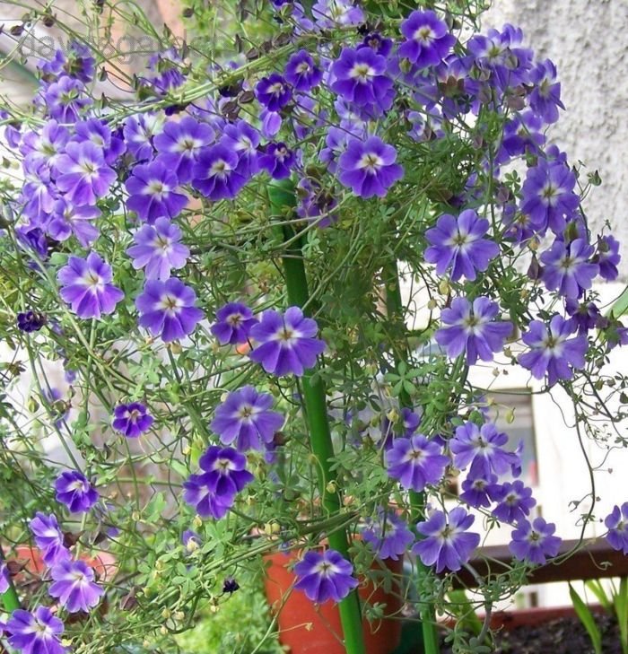Tropaeolum Azureum Seeds for Gardening Enthusiasts - Rare Climbing Nasturtium Flower Seeds - Image 4