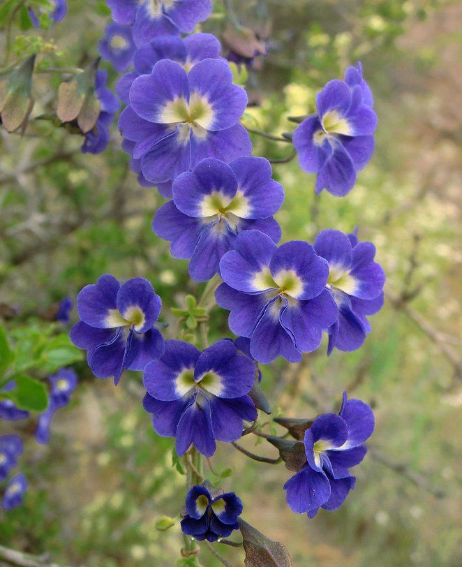 Tropaeolum Azureum Seeds for Gardening Enthusiasts - Rare Climbing Nasturtium Flower Seeds - Image 5