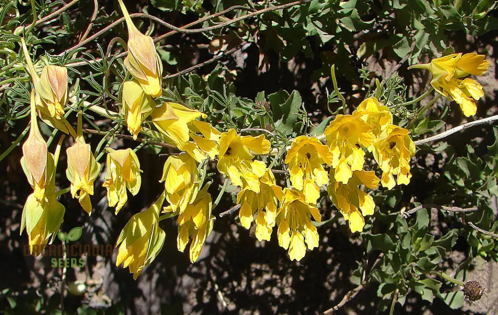 Tropaeolum Leptophyllum Flower Seeds For Planting, Unique and Exotic Climbing Blooms for Your Garden