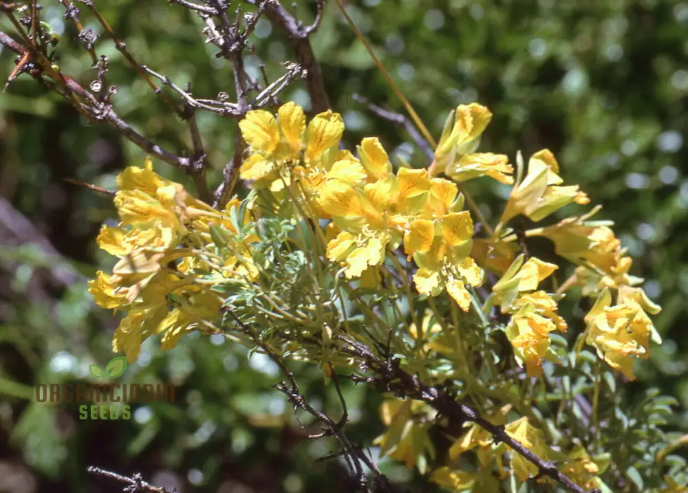 Tropaeolum Leptophyllum Flower Seeds For Planting, Unique and Exotic Climbing Blooms for Your Garden - Image 3